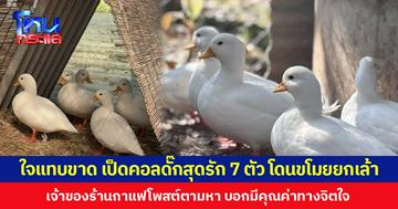 ใจแทบขาด เป็ดคอลดั๊กสุดรัก 7 ตัว โดนขโมยยกเล้า เจ้าของร้านกาแฟโพสต์ตามหา บอกมีคุณค่าทางจิตใจ  วอนโจรกลับใจนำส่งคืน