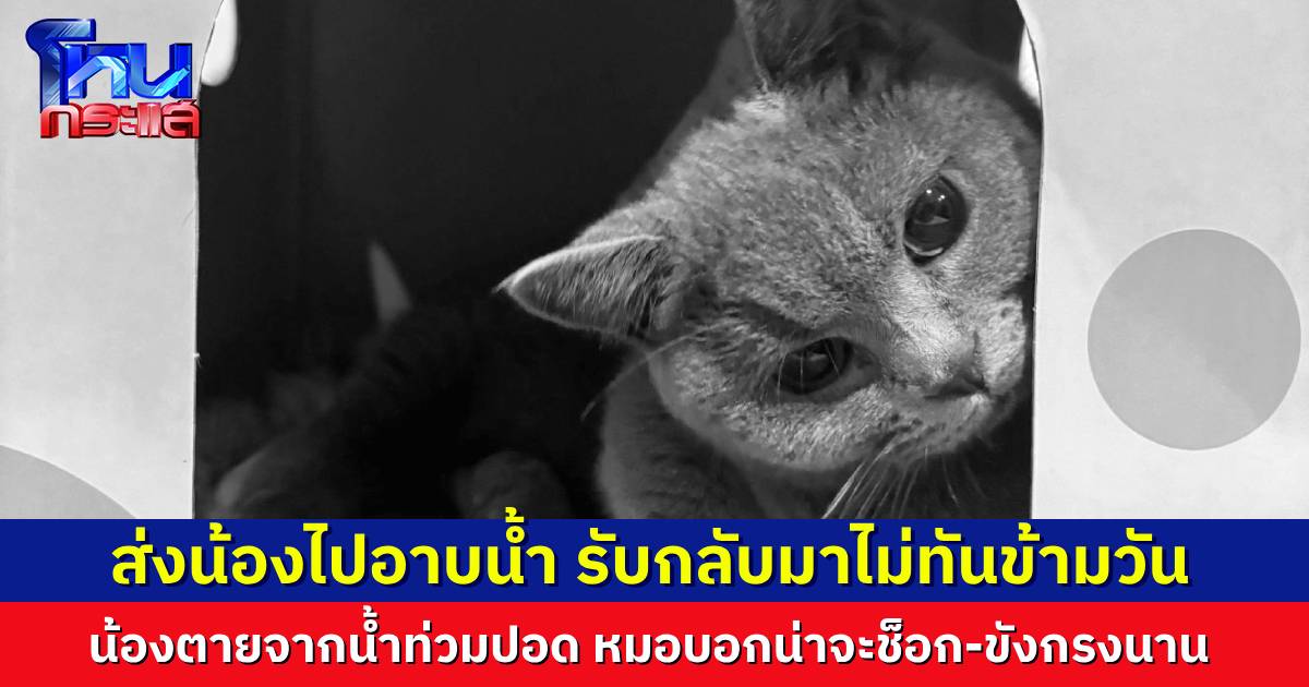 เจ้าของใจสลาย ​พาน้องแมวไปส่งอาบน้ำ​ พอรับกลับมาไม่ทันข้ามวันน้องตาย สัตวแพทย์ชี้ เกิดภาวะน้ำท่วมปอดจากการช็อก-ถูกขังกรงนาน