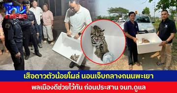 เสือดาวตัวน้อยโผล่ นอนเจ็บกลางถนนพะเยา  พลเมืองดีช่วยไว้ทัน ก่อนประสาน จนท.ดูแล