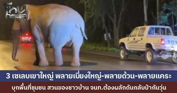 "3 เซเลบเขาใหญ่" ยกพลบุกพื้นที่ของชาวบ้าน พาเหรดหาของกินทำชาวบ้านผวา จนท.ต้องเร่งผลักดันกลับป่าเร่งด่วน