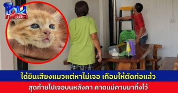 กู้ภัยช่วยลูกแมวจร หลังแม่คาบมาทิ้งไว้บนหลังคาแล้วพลัดตก เจ้าของบ้านยอมให้ช่างตัดท่อช่วยแมว แต่ดีไปเจอบนหลังคาก่อน