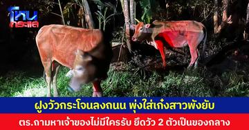 ฝูงวัวกระโจนลงถนน พุ่งใส่เก๋งสาวพังยับ ตร.ถามหาเจ้าของไม่มีใครรับ ยึดวัว 2 ตัวเป็นของกลาง
