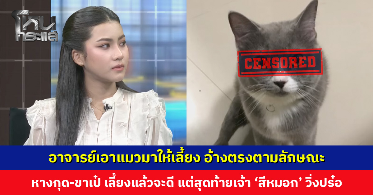 อาจารย์เอาแมวมาให้เลี้ยง อ้างตรงตามลักษณะ หางกุด-ขาเป๋ เลี้ยงแล้วจะดีขึ้น แต่สุดท้าย เจ้า 'สีหมอก' วิ่งปร๋อ