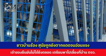 เจ้าหน้าที่ลงพื้นที่รอบสอง หลังชาวบ้านร้อง สุนัขถูกขังตากแดดจนอ่อนแรง เจ้าของยืนยันไม่ได้ขังตลอด