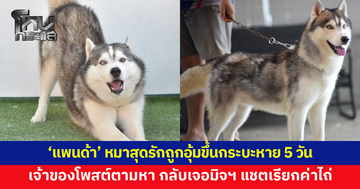 เจ้าของกินไม่ได้นอนไม่หลับ 'แพนด้า' หมาสุดรักถูกอุ้มขึ้นกระบะหาย 5 วัน โพสต์ตามหากลับเจอมิจฉาชีพ