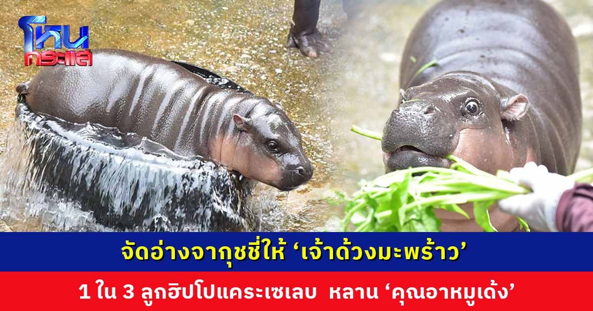 สวนสัตว์ขอนแก่นจัดจากุชชี่ลอยมะพร้าวแก่ ให้ ‘ด้วงมะพร้าว’ 1 ใน 3 ลูกฮิปโปแคระเซเลบ