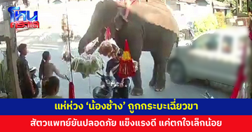 ชาวเน็ตแห่ห่วง 'น้องช้าง' ถูกกระบะเฉี่ยวขาระหว่างเดินกลับบ้าน สัตวแพทย์ยันปลอดภัย แข็งแรงดี แค่ตกใจเล็กน้อย