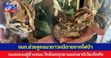 จนท.ช่วยลูกแมวดาวหนีตายจากไฟป่า  หมดแรงอยู่ข้างถนน ใกล้เขตอุทยานแห่งชาติเวียงโกศัย
