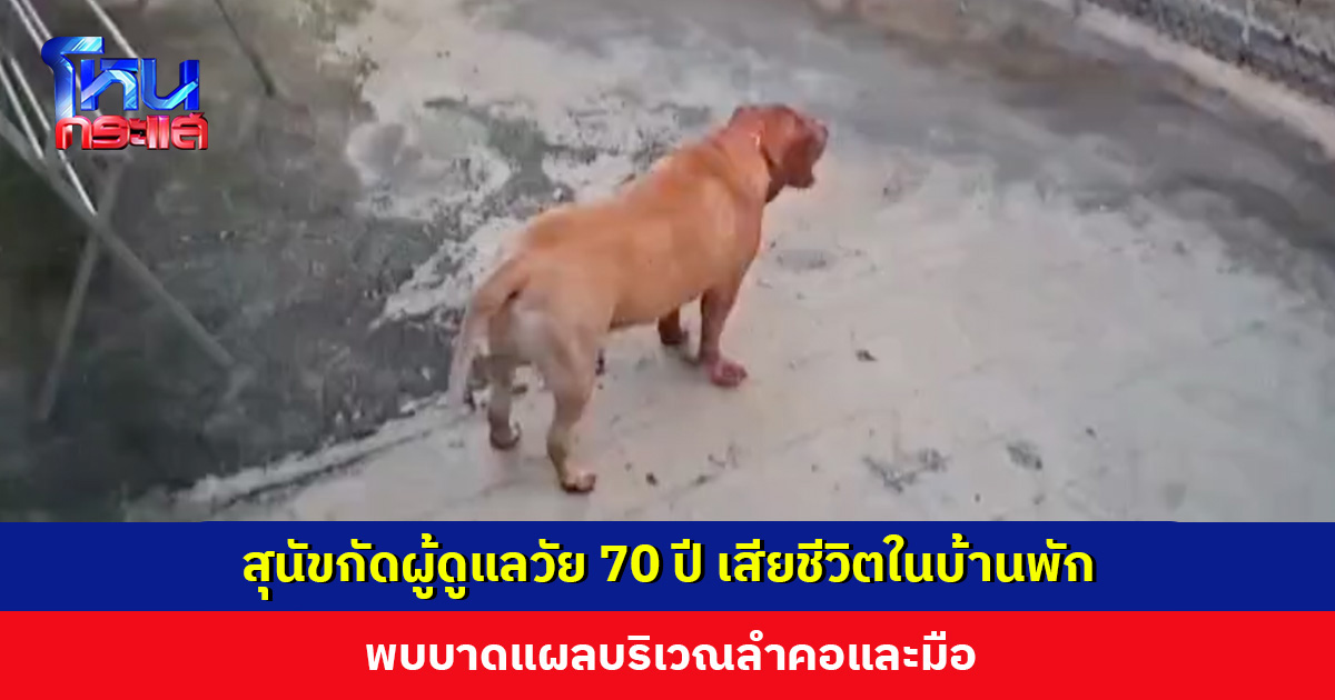 สุนัขกัดผู้ดูแล วัย 70 ปี เสียชีวิตในบ้านพัก พบบาดแผลบริเวณลำคอและมือ
