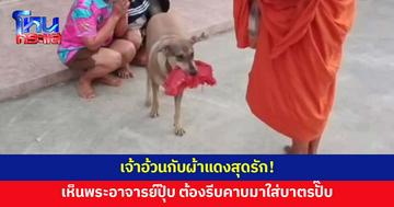 นุดทำไร เราทำด้วย! 'เจ้าอ้วน' คาบผ้าแดงใส่บาตรพระอาจารย์