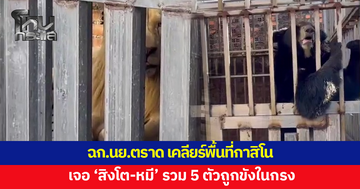 ฉก.นย.ตราด เคลียร์พื้นที่กาสิโน ผงะ! เจอ 'สิงโต-หมี' ถูกขังในกรง