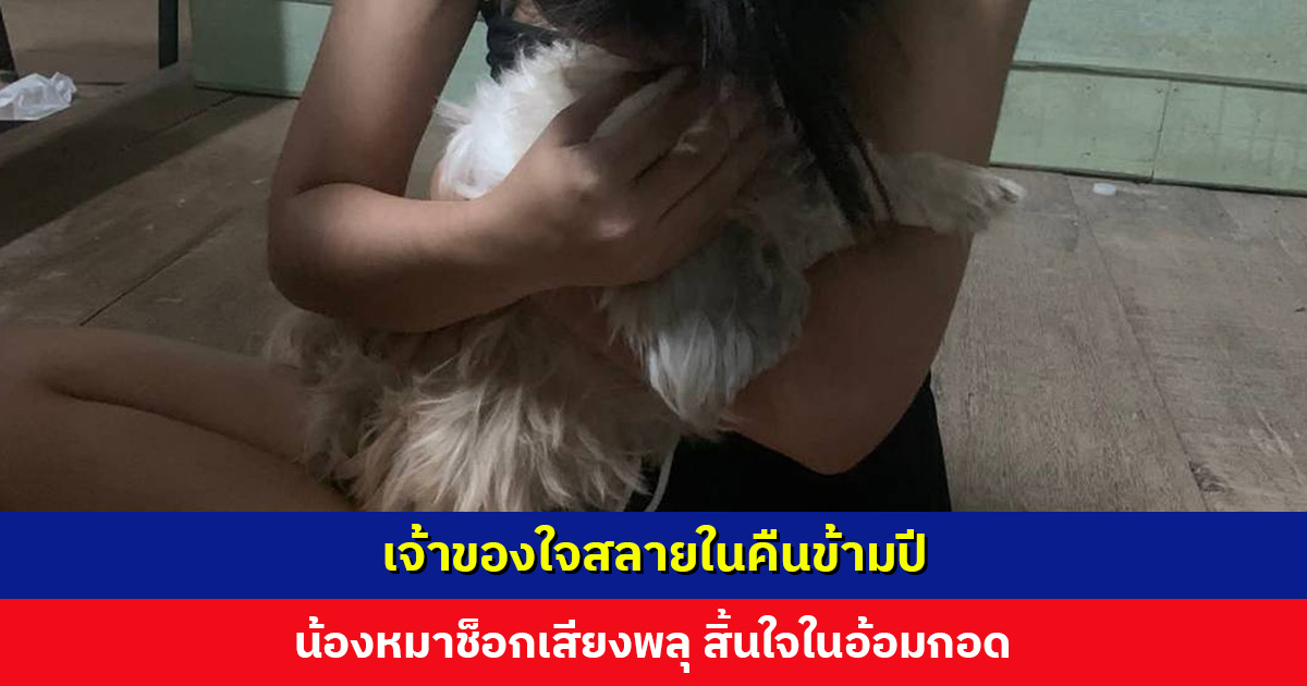 เจ้าของใจสลาย น้องหมาช็อกเสียงพลุปีใหม่ สิ้นใจในอ้อมกอด