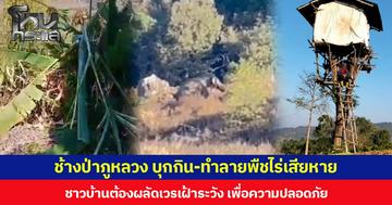 ช้างป่าภูหลวง บุกกิน-ทำลายพืชไร่เสียหาย ชาวบ้านต้องผลัดเวรเฝ้าระวัง เพื่อความปลอดภัย