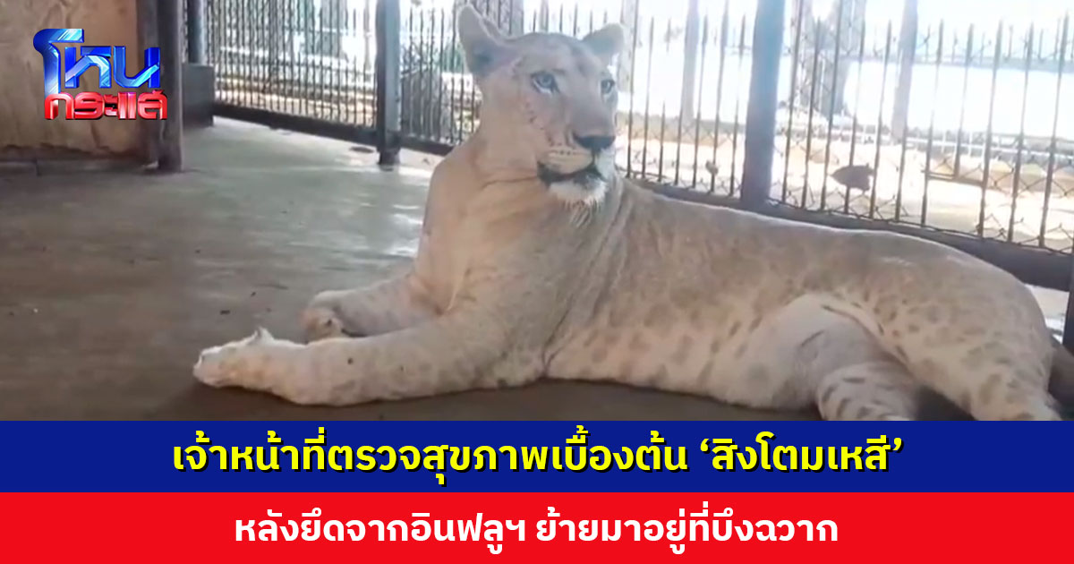 เจ้าหน้าที่ตรวจสุขภาพเบื้องต้น ‘มเหสี’ ลูกสิงโตที่หลุดออกมาทำร้ายคนบาดเจ็บ หลังถูกอายัด ย้ายมาอยู่บึงฉวาก