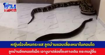 หญิงร้อง ลูกบ้านคนหนึ่งเลี้ยงหมาในคอนโด ลูกบ้านอีกคนแก้เผ็ด เอางูมาปล่อย มองกระทบคนที่ไม่เกี่ยวข้อง