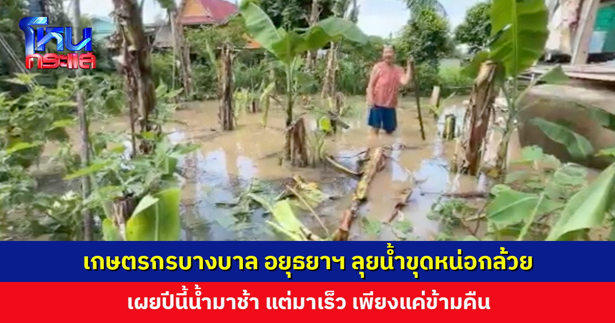 น้ำมาเร็วในชั่วข้ามคืน! เกษตรกรบางบาล อยุธยาฯ ลุยน้ำขุดหน่อกล้วย