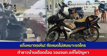 แก๊งหมาจรเหิมหนัก! บุกยึดศาลากลางจังหวัดเชียงใหม่ กัดหมดไม่สนเบาะรถจักรยานยนต์ใคร เสียหายนับสิบคัน ชาวบ้านวอนเจ้าหน้าที่เร่งแก้ไขปัญหา
