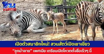 สวนสัตว์เปิดเขาเขียว เปิดตัวสมาชิกใหม่! “ลูกม้าลาย” เพศเมีย เตรียมเปิดโหวตตั้งชื่อเร็วๆ นี้