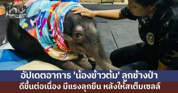 อัปเดตอาการ 'น้องข้าวต้ม' ลูกช้างป่า ดีขึ้นต่อเนื่อง มีแรงลุกยืน หลังให้สเต็มเซลล์-ยาปฏิชีวนะ