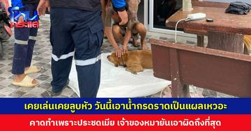 เคยเล่นเคยลูบหัว มาวันนี้เอาน้ำกรดราดหมาเป็นแผลเหวอะ คาดทำเพราะประชดเมีย เจ้าของหมายันเอาผิดถึงที่สุด