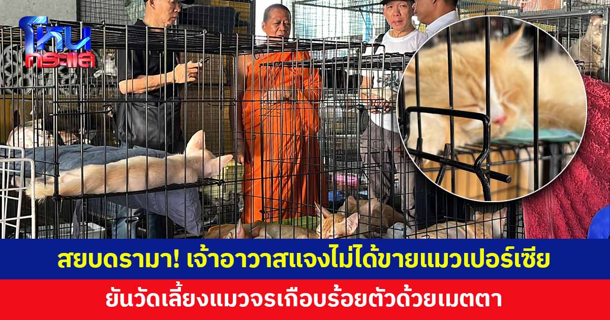 สยบดรามา! เจ้าอาวาสแจงชัด ไม่ได้ขายแมวเปอร์เซีย ยันวัดเลี้ยงแมวจรเกือบร้อยตัว ไม่มีเชิงธุรกิจ