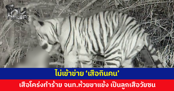 กรมอุทยานฯ แจงเสือโคร่งทำร้ายเจ้าหน้าที่ห้วยขาแข้ง ชี้เป็นลูกเสือวัยซน ไม่เข้าข่าย 'เสือกินคน'