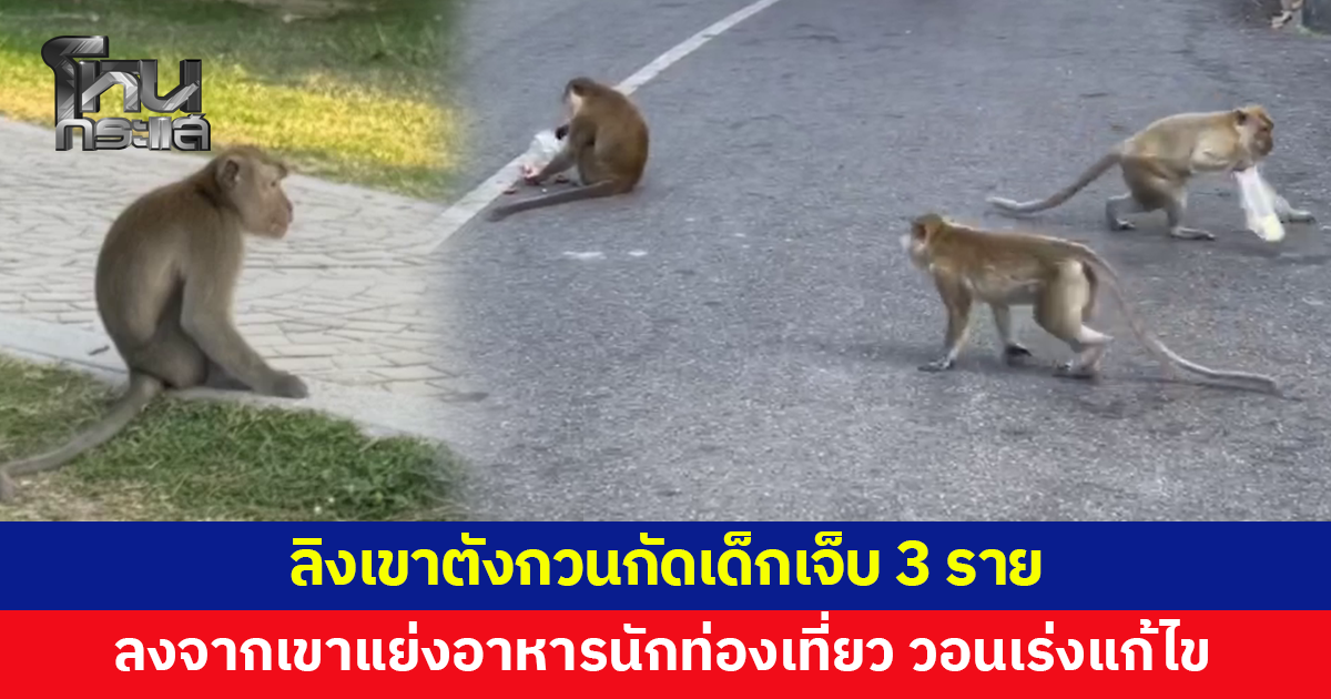 ลิงเขาตังกวนลงจากเขา แย่งอาหารนักท่องเที่ยว กัดเด็กเจ็บ 3 ราย
