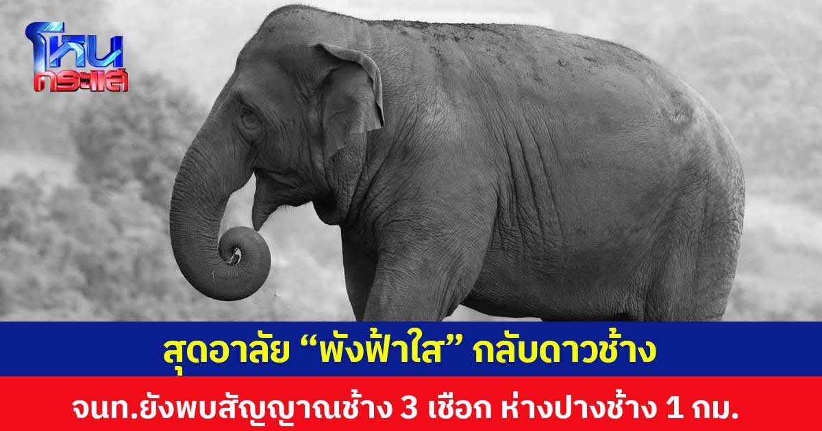 สุดอาลัย “พังฟ้าใส” กลับดาวช้าง จนท.ยังพบสัญญาณช้าง 3 เชือก ห่างปางช้าง 1 กม.