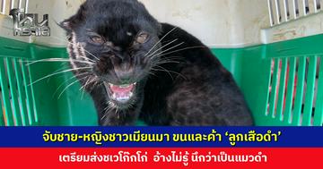 จับชาย-หญิงชาวเมียนมา ขนและค้า ‘ลูกเสือดำ’ อ้างไม่รู้ นึกว่าเป็นแมวดำ