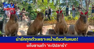 น่าเอ็นดู! แก๊งซานต้า 'กะปิปลาร้า' น่ารักทุกตัวเพราะหน้าเดียวกันหมด 