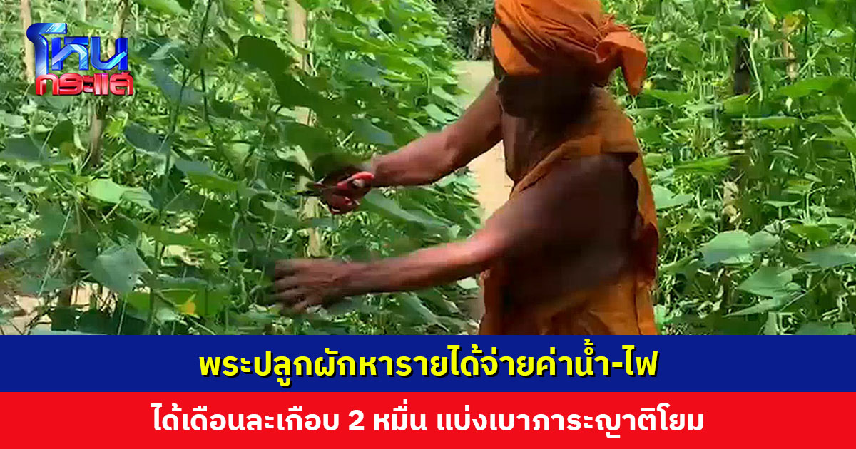 พระปลูกผักหารายได้จ่ายค่าน้ำ-ไฟ แบ่งเบาภาระญาติโยม เผยรายได้เกือบ 2 หมื่นต่อเดือน