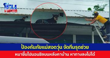 ป้องกันภัยแม่สอดวุ่น จัดทีมรุดช่วย หมาขึ้นไปนอนชิลบนหลังคาบ้าน หาทางลงไม่ได้