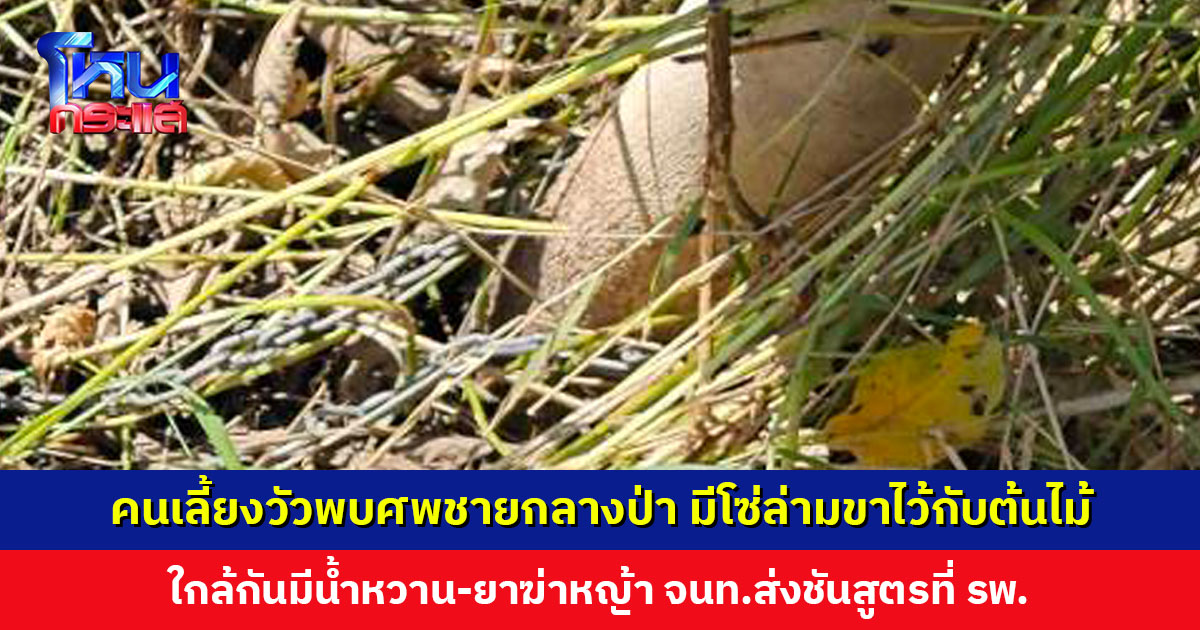 คนเลี้ยงวัวพบศพชายกลางป่า มีโซ่ล่ามขาไว้กับต้นไม้ ใกล้กันมีน้ำหวาน-ยาฆ่าหญ้า เจ้าหน้าที่คาดเสียชีวิตมาแล้ว 2-3 วัน