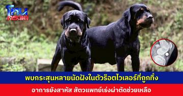 พบกระสุนหลายนัดฝังในตัวร็อตไวเลอร์ที่ถูกทิ้ง สัตวแพทย์เร่งผ่าตัดช่วยเหลือ