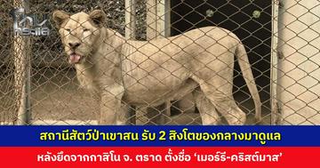 สถานีสัตว์ป่าเขาสน จ. ราชบุรี รับ 2 สิงโตของกลางมาดูแล หลังยึดจากกาสิโน จ. ตราด ตั้งชื่อ ‘เมอร์รี-คริสต์มาส’