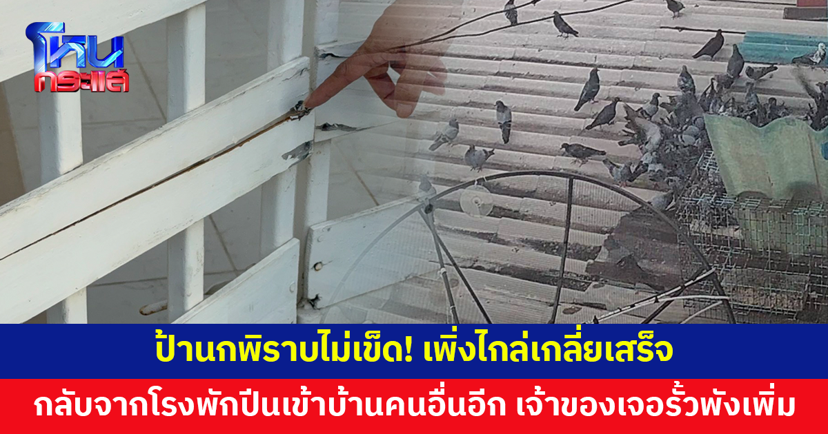 ไม่เข็ด! เพิ่งไกล่เกลี่ยเสร็จ กลับจากโรงพักเจอรั้วพัง ป้านกพิราบปีนเข้าบ้านซ้ำ วงจรปิดจับภาพชัด