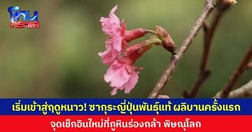 เริ่มเข้าสู่ฤดูหนาว! ซากุระญี่ปุ่นพันธุ์แท้ ผลิบานครั้งแรกรอรับ นทท. จุดเช็กอินใหม่ที่ภูหินร่องกล้า พิษณุโลก