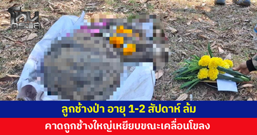 ลูกช้างป่า อายุประมาณ 1-2 สัปดาห์ ล้ม คาดถูกช้างใหญ่เหยียบขณะเคลื่อนโขลง