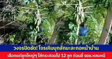 วงจรปิดชัด! โจรเหิมบุกลักมะละกอหน้าบ้าน เลือกแต่ลูกใหญ่ๆ ใส่กระสอบไป 12 ลูก ก่อนขี่ จยย.หลบหนี