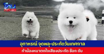 อุทาหรณ์ จุดพลุ-ประทัดวันเทศกาล ทำน้องหมาตกใจเสียงประทัด ช็อก ดับ