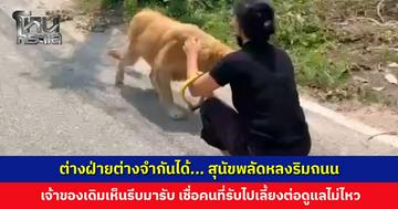 สุนัขพลัดหลงริมถนน เจ้าของเดิมเห็นรีบมารับ เชื่อคนที่เคยรับไปเลี้ยงต่อดูแลไม่ไหว สุนัขจำได้วิ่งเข้าหาด้วยอาการดีใจ