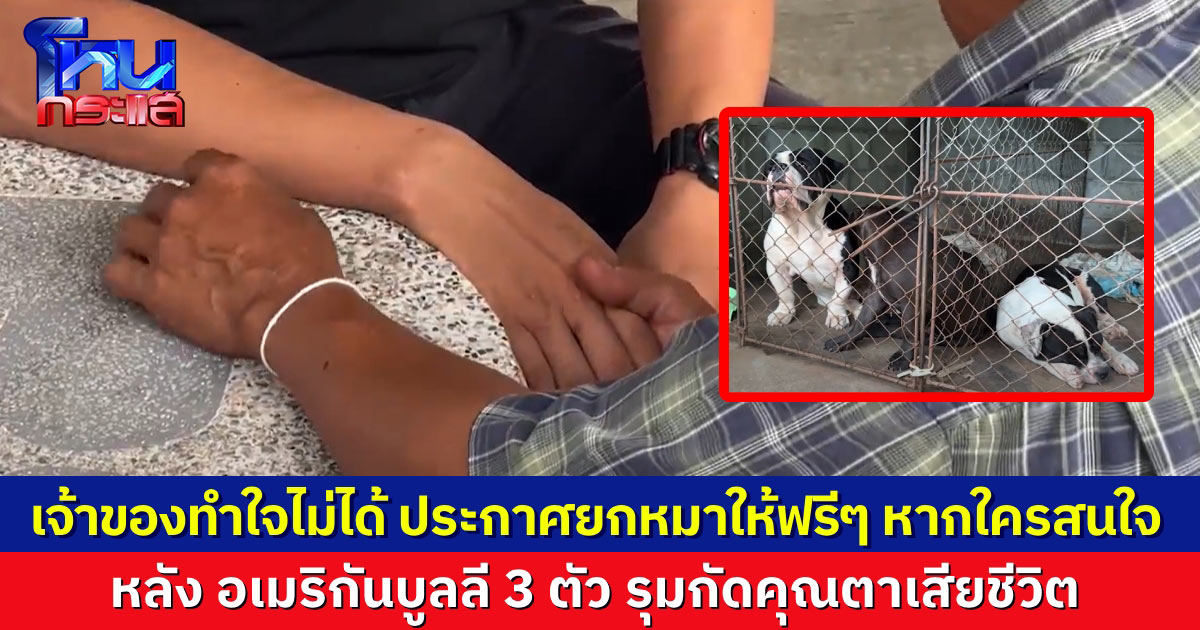 เจ้าของหมา อเมริกันบูลลี รุมกัดคุณตาวัย 70 เสียชีวิต สะเทือนใจ ประกาศยกหมาให้ฟรี สำหรับคนที่อยากรับไปเลี้ยง เยียวยาครอบครัวคุณตา จนไม่ติดใจเอาความแล้ว