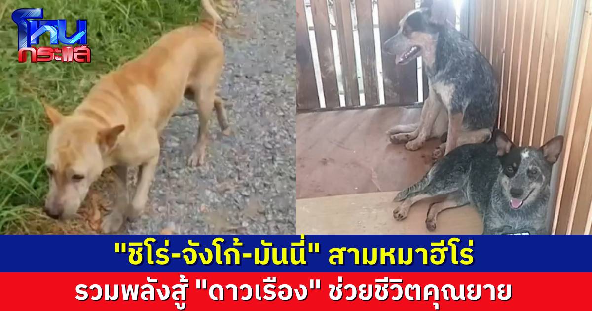 นักเรียนโหนกระแส อวยยศ 3 หมาฮีโร่ “ชิโร่-จังโก้-มันนี่” รวมพลังช่วยคุณยาย จากคมเขี้ยว “ดาวเรือง”