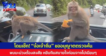 โดนเช็ก! “จ๋อเจ้าถิ่น” ขออนุญาตตรวจค้น  พบมะม่วงต้องสงสัย หยิบกินสบายใจก่อนจากไปเนียนๆ
