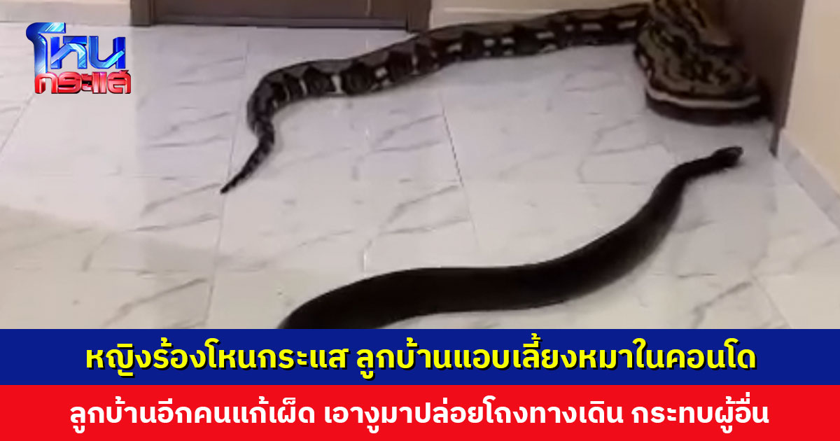 หญิงร้อง ลูกบ้านคนหนึ่งเลี้ยงหมาในคอนโด ลูกบ้านอีกคนแก้เผ็ด เอางูมาปล่อย มองกระทบคนที่ไม่เกี่ยวข้อง