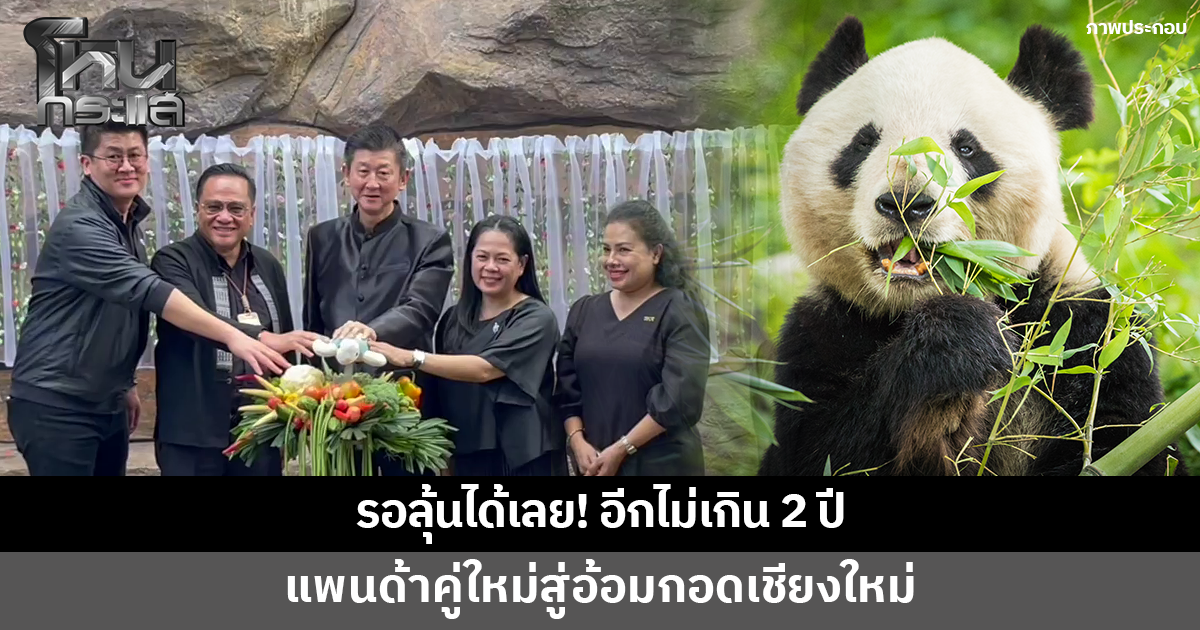 รอลุ้นได้เลย! อีกไม่เกิน 2 ปี แพนด้าคู่ใหม่สู่อ้อมกอดเชียงใหม่