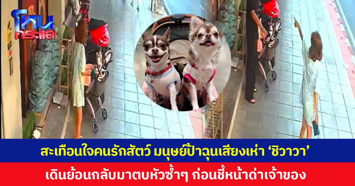 สะเทือนใจคนรักสัตว์! มนุษย์ป้าโมโหเสียงเห่า "ชิวาวา" เดินย้อนกลับมาตบหัวซ้ำๆ ก่อนชี้หน้าด่าเจ้าของแล้วเดินหนี
