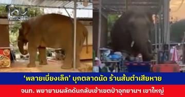 ‘พลายเบี่ยงเล็ก’ บุกตลาดนัด ร้านส้มตำเสียหาย เจ้าหน้าที่พยายามผลักดันกลับเข้าเขตป่าอุทยานฯ เขาใหญ่