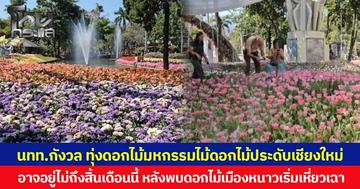 นทท.กังวล ทุ่งดอกไม้มหกรรมไม้ดอกไม้ประดับเชียงใหม่  อาจอยู่ไม่ถึงสิ้นเดือนนี้ หลังพบดอกไม้เมืองหนาวเริ่มเหี่ยวเฉา