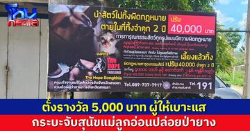 ตั้งรางวัล 5,000 บาท เร่งล่ากระบะจับสุนัขแม่ลูกอ่อนนำทิ้งป่ายาง ยันลุยเอาผิดคนใจร้าย